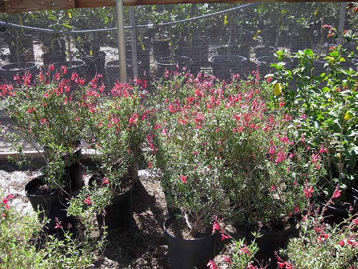 Salvia greggii